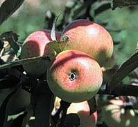 Sweet Coppin. Heritage Cider Apple.