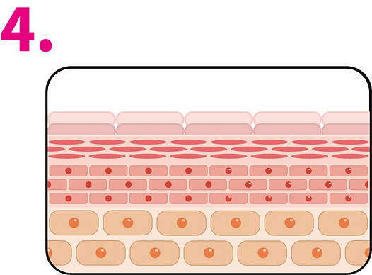 杏仁酸作用機制4.png
