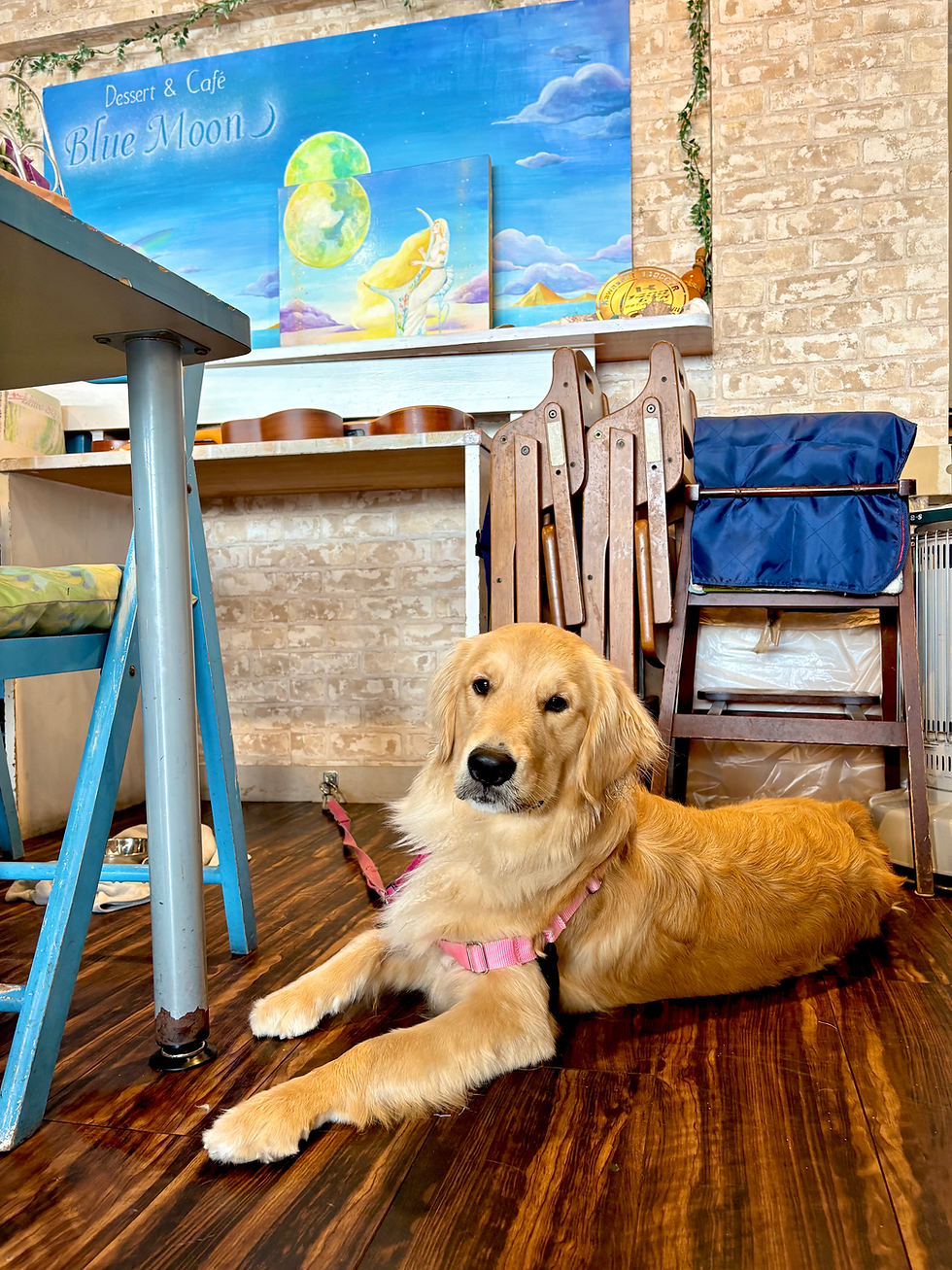 店内大型犬OK｜Blue Moon 横須賀
