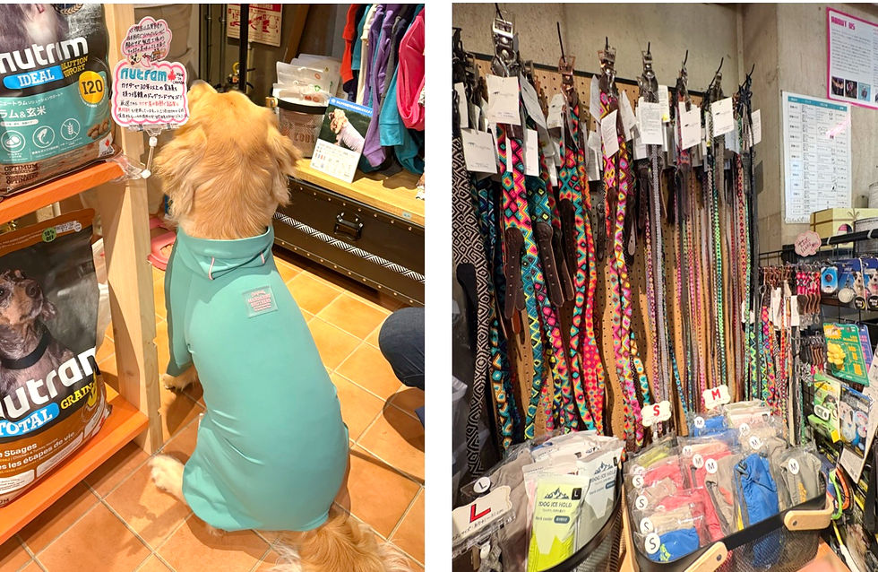 Viva la Vida逗子店で犬とショッピング