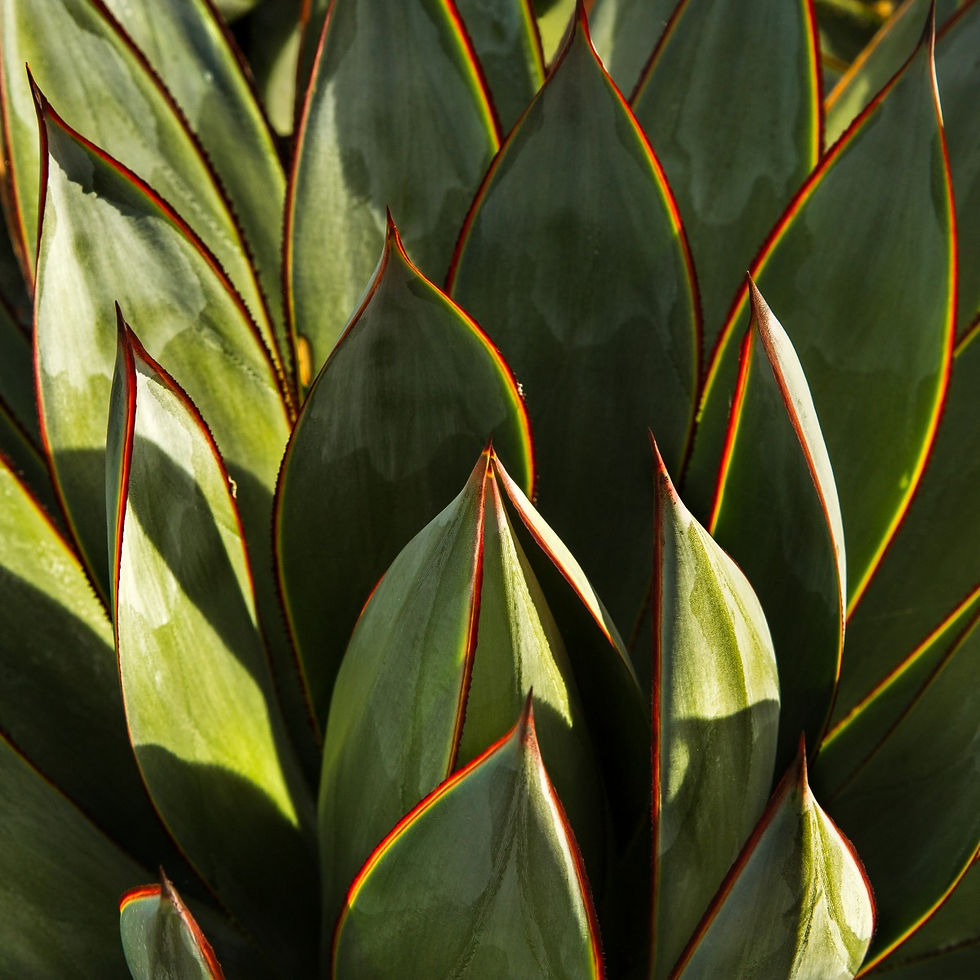 California plant