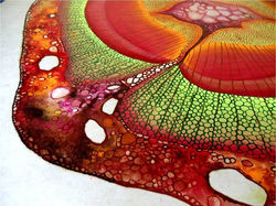 Bajo el microscopio V