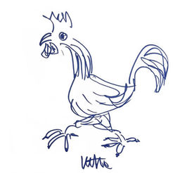 Satta Rooster Bolgheri