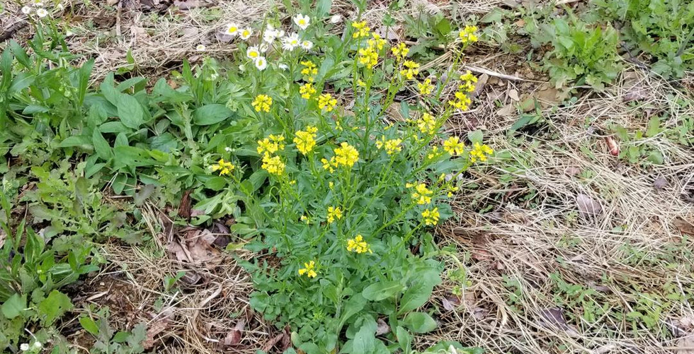 Cobbly Nob Property Owners Association Gatlinburg, TN