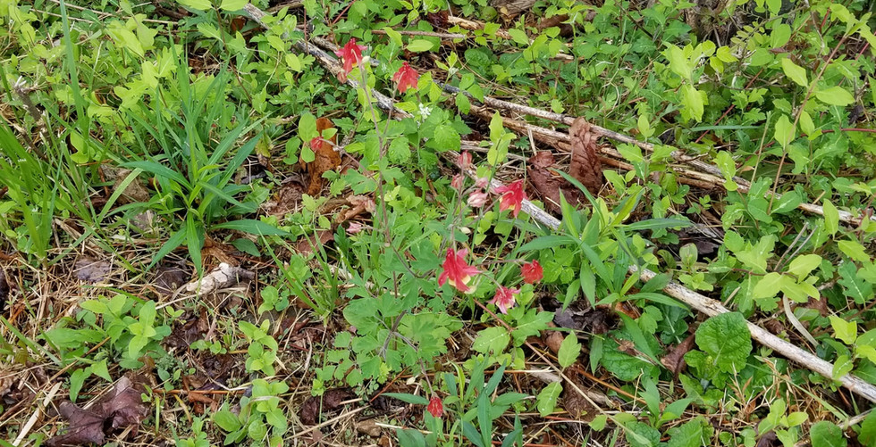 Cobbly Nob Property Owners Association Gatlinburg, TN