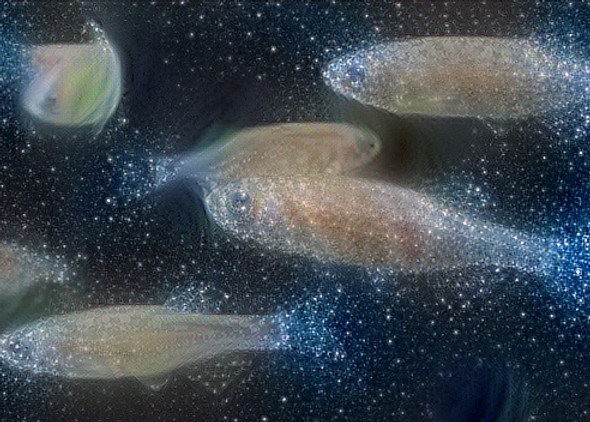 yellow fish.jpg