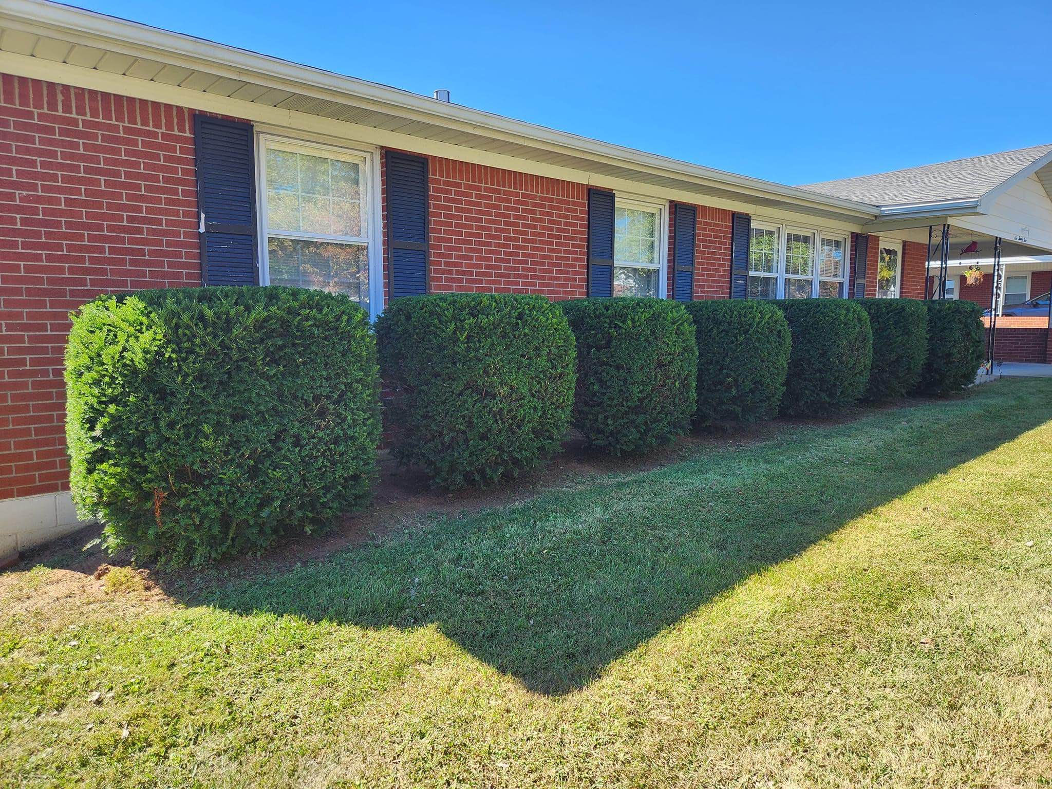 Neatly trimmed bushes