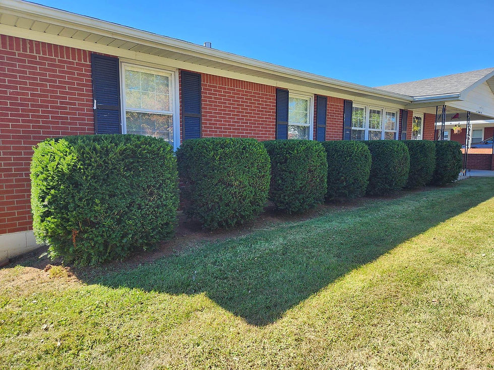 Neatly trimmed bushes