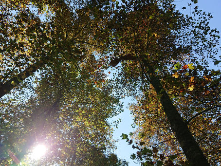 It's beginning to look like Fall