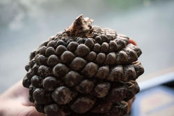 pinecone