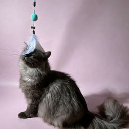 photo of Pointed North Siberian cattery queen in Ontario, Canada