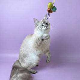 photo of Pointed North Siberian cattery queen in Ontario, Canada