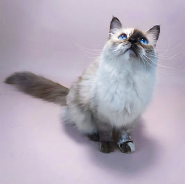 photo of Pointed North Siberian cattery queen in Ontario, Canada