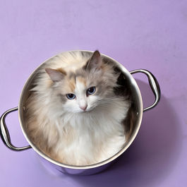 photo of Pointed North Siberian cattery cat in Ontario, Canada