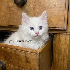 photo of Pointed North Siberian cattery kitten in Ontario, Canada