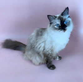 photo of Pointed North Siberian cattery queen in Ontario, Canada