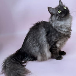 photo of Pointed North Siberian cattery queen in Ontario, Canada