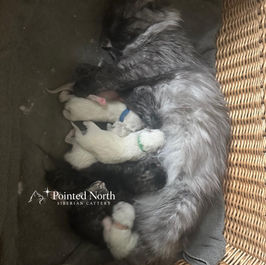 siberian kittens for sale