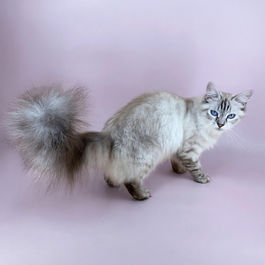 photo of Pointed North Siberian cattery queen in Ontario, Canada