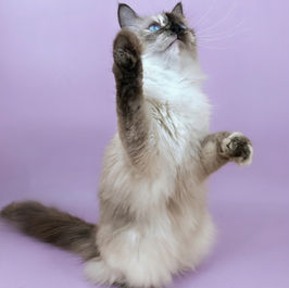 photo of Pointed North Siberian cattery queen in Ontario, Canada