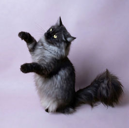 photo of Pointed North Siberian cattery queen in Ontario, Canada