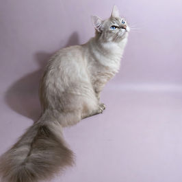 photo of Pointed North Siberian cattery queen in Ontario, Canada