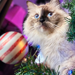 photo of Pointed North Siberian cattery queen in Ontario, Canada