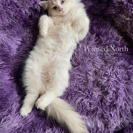 photo of Pointed North Siberian cattery kitten in Ontario, Canada