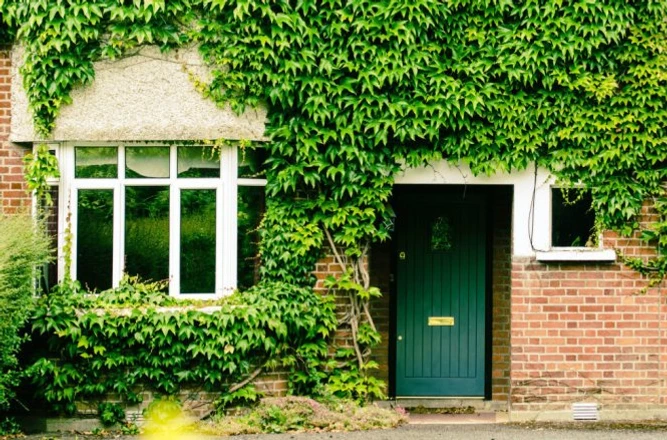 Các loại cây thân leo dễ trồng