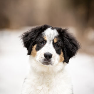 Carolyves Bélair Photographe-1-4.jpg