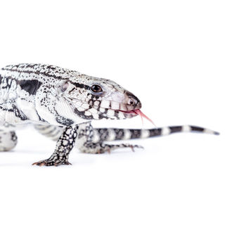 Carolyves Bélair Photographe-11-3.jpg