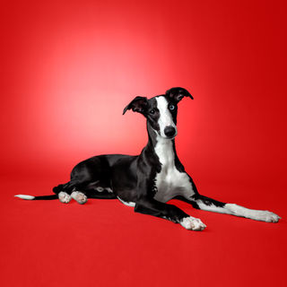 Carolyves Bélair Photographe-15-2.jpg