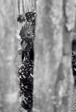 _DSC6783