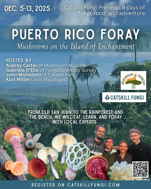 Puerto_Rico_Foray_Instagram_Post_45.jpg.webp