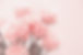 Pink roses close-up.jpg