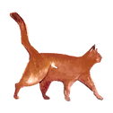 Cat Watercolor 5