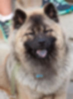 Albionspitz Cedric "Otto"