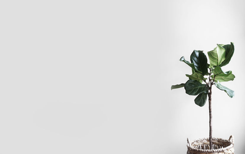 Fiddle-leaf fig plant in a woven basket against a white wall.