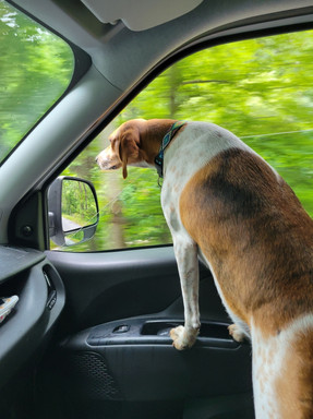 Driving Cascade compact campervan with dog