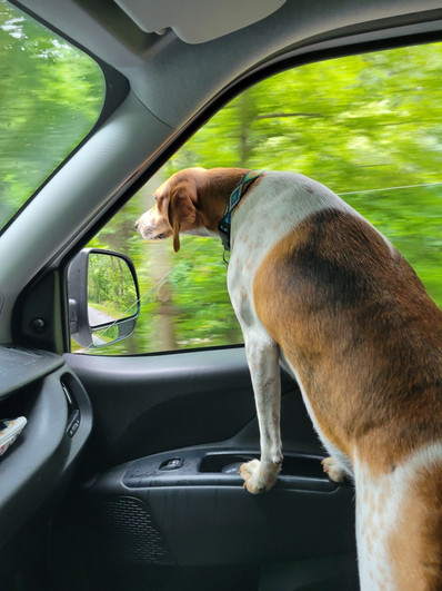 Driving Cascade compact campervan with dog