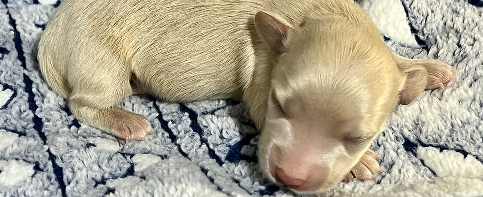 DeeDee puppy.jpeg