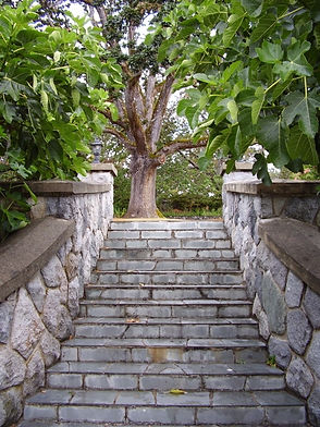 P8100147 Stairway to tree.JPG