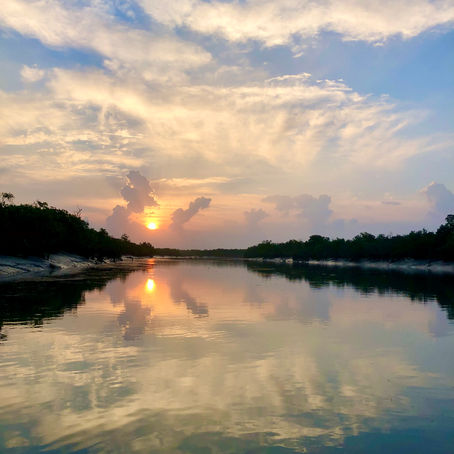 We Need to Talk about Mangroves