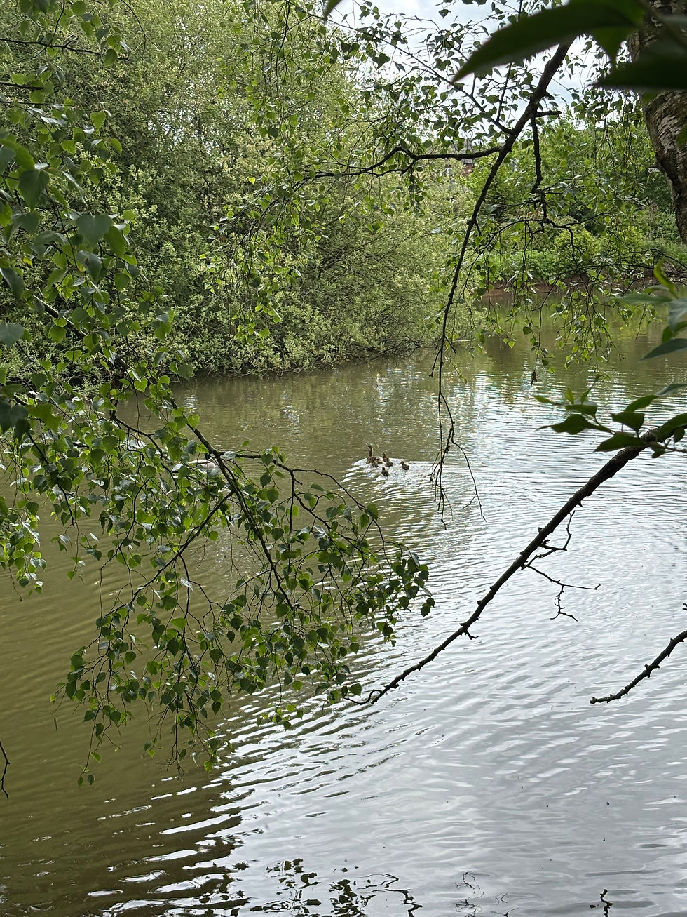 Mallard ducklings