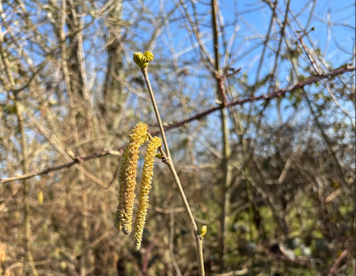 Hazel Catkins