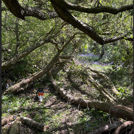The Bounty of a Fallen Tree!