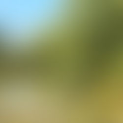 Birdlife of our Wildlife Pond