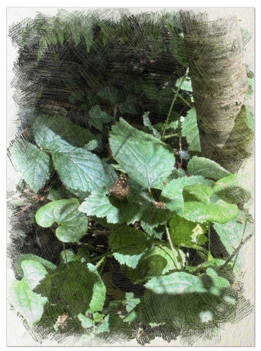 Speckled wood butterfly