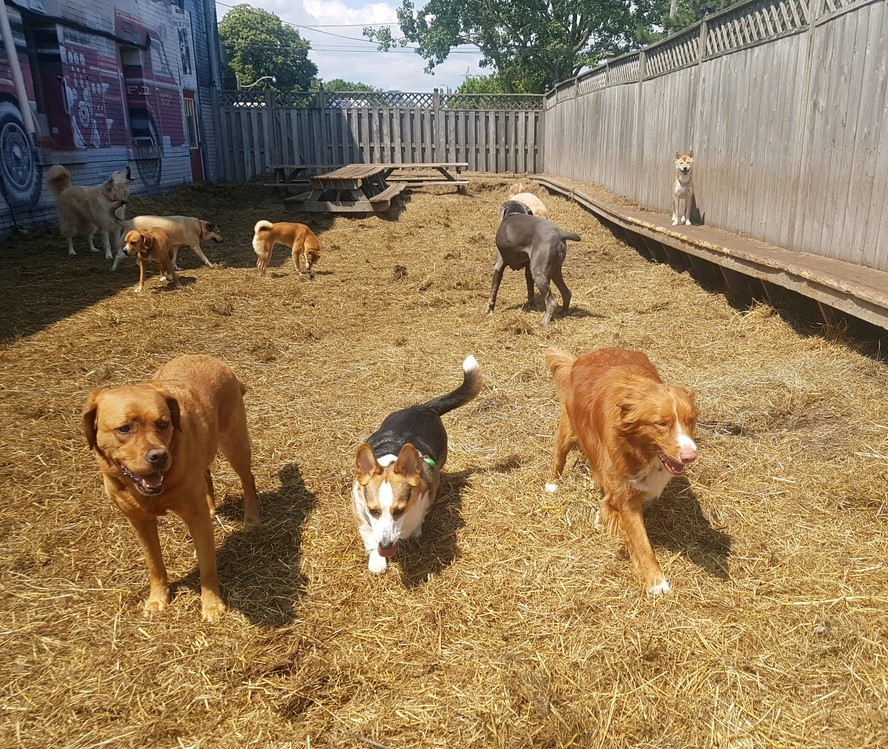 Henry Toller Tails (Dog) running with other dogs.