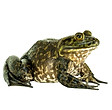 American Bullfrog.jpg